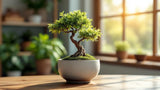 Bonsai Blumentopf aus Keramik für Zimmerpflanzen
