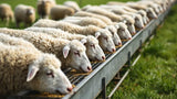 Futtertrog für Schafe aus robustem Material
