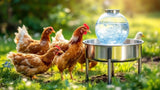 Geflügeltränke aus Metall für Hühner und Geflügel online kaufen