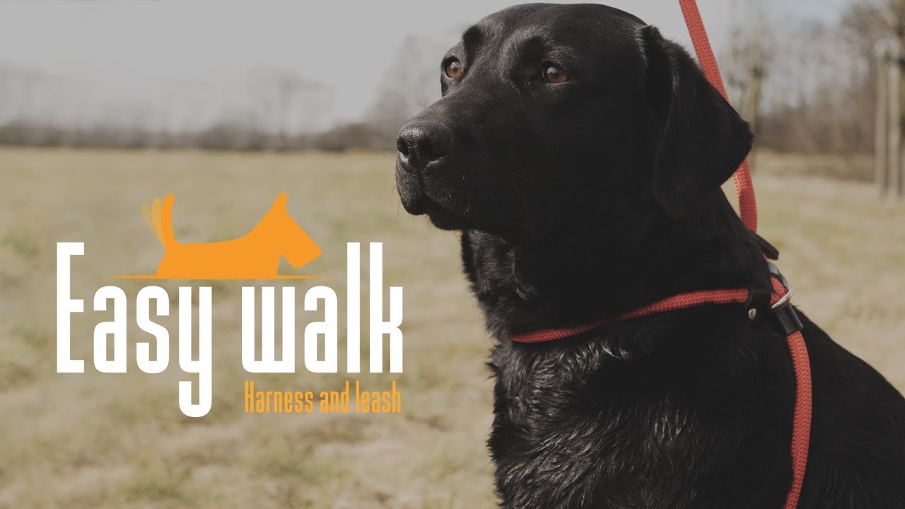 Easy Walk Hundegeschirr mit Leine, rot, Regular, 345 cm