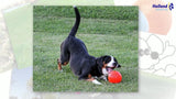 Jolly Pets Hundespielzeug, Ball, Vanille, Ø 20 cm