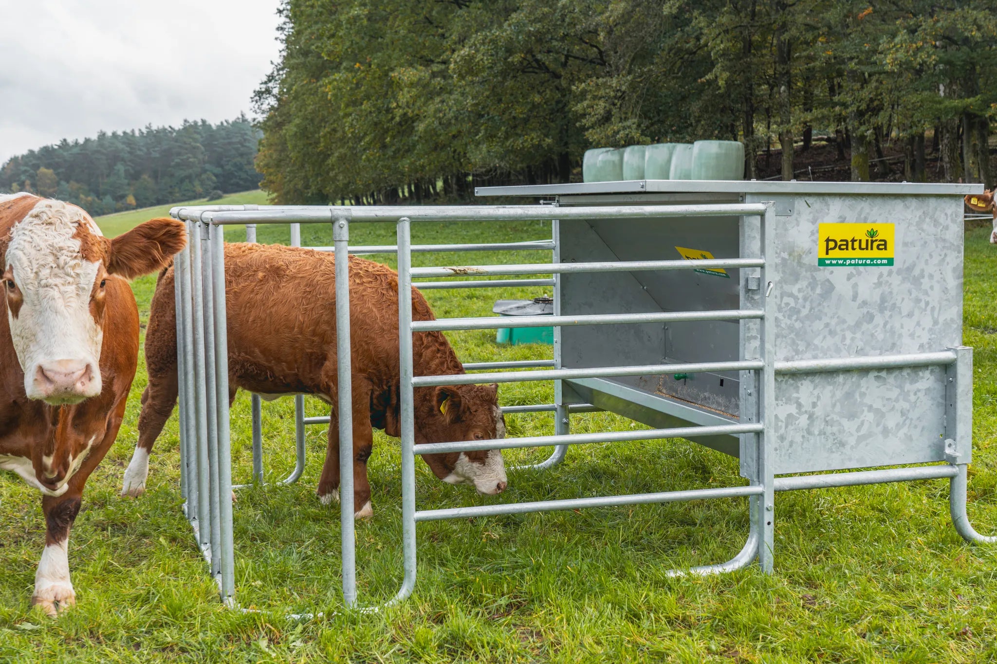Kraftfutterautomat mit Kälberschlupf