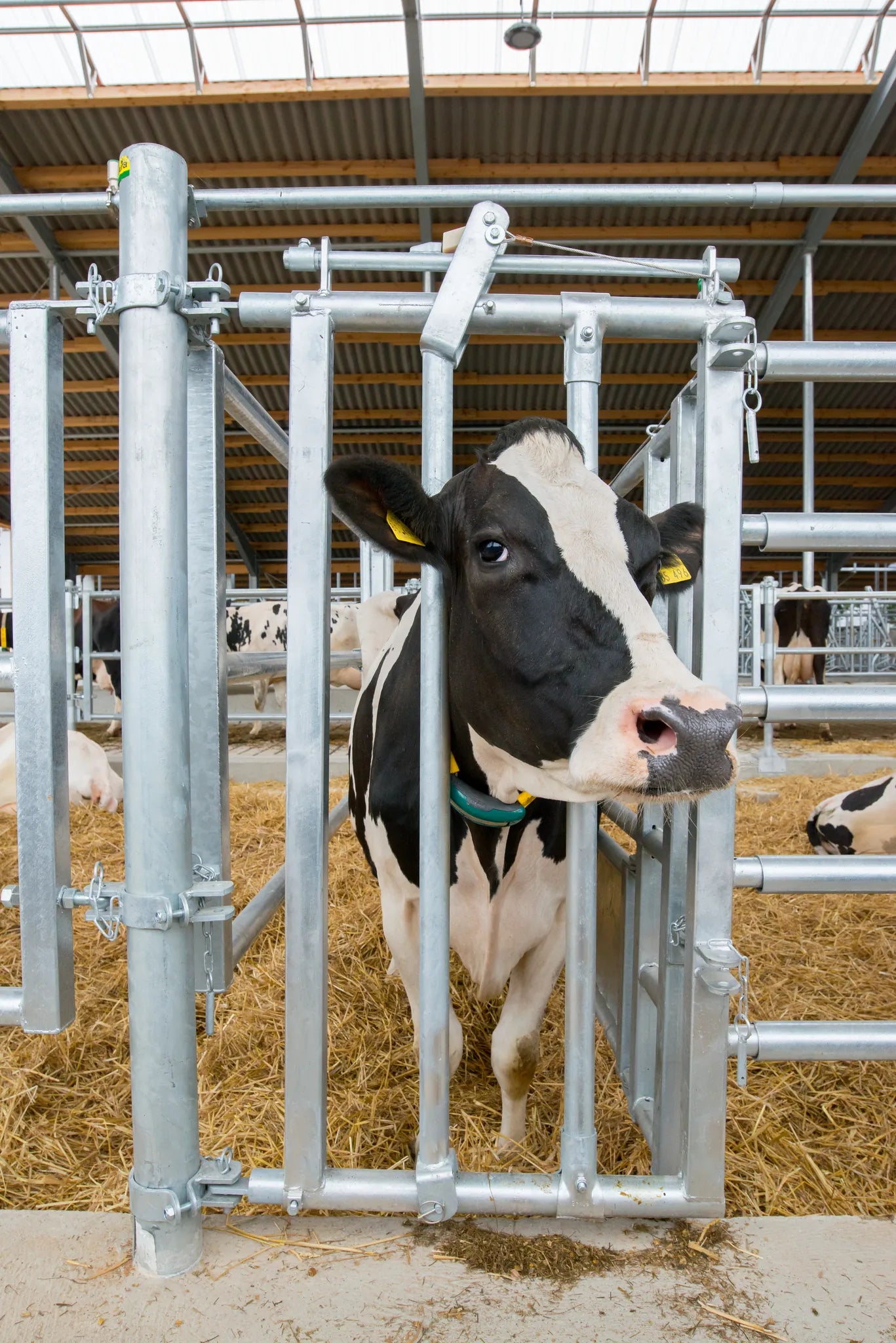 Fressgitter für Tierbehandlung mit Einschub R5