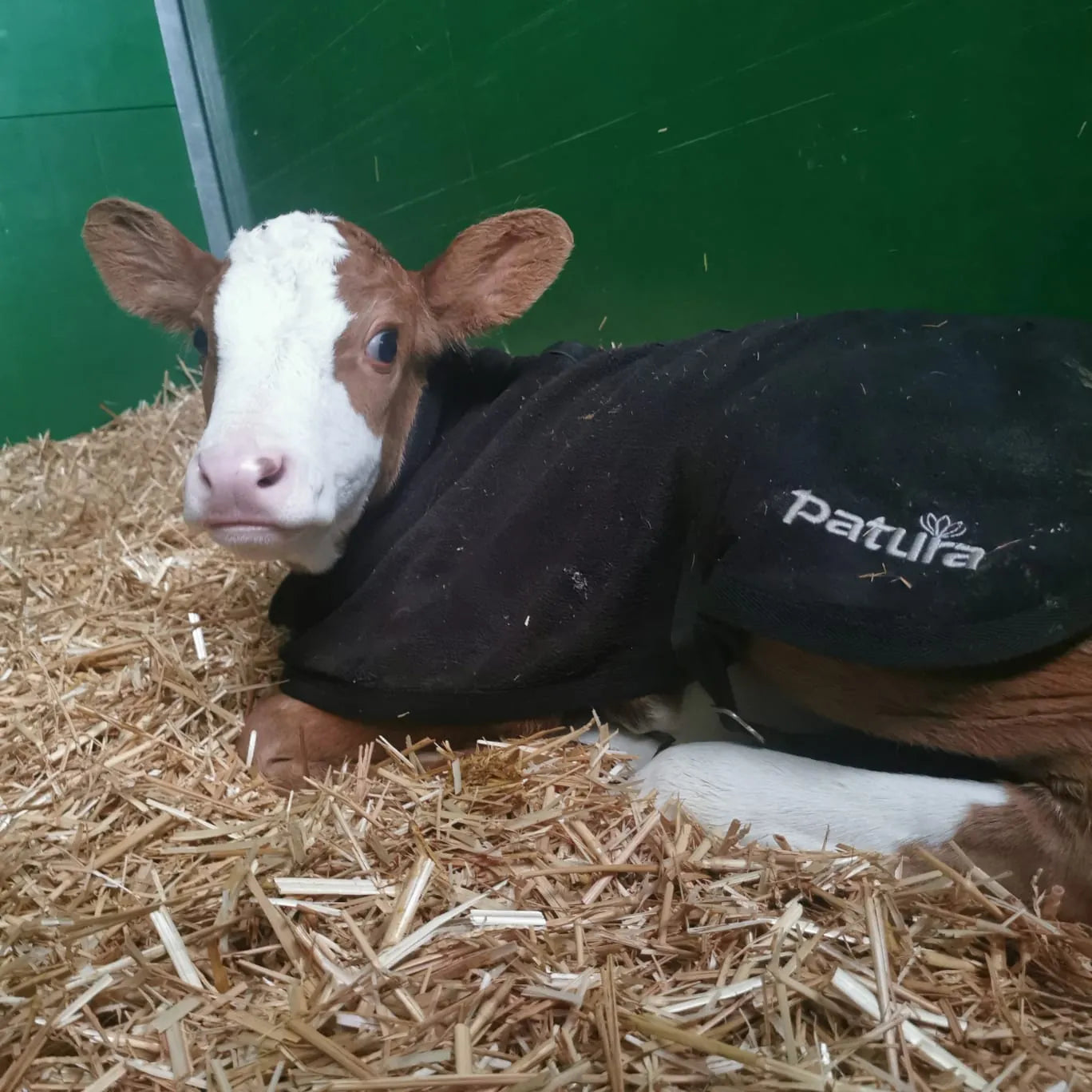 PATURA Kälberdecke Fleece Größe S Rückenlänge 60 cm
