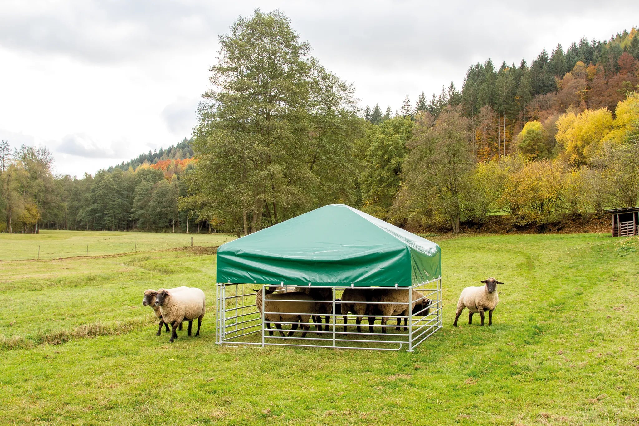 Weidezelt Schafe und Ziegen 2,75 x 2,75m Höhe 2,10 m