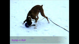 Jolly Pets Hundespielzeug Romp-n-Roll, Blau, Größe M, Ø 15 cm