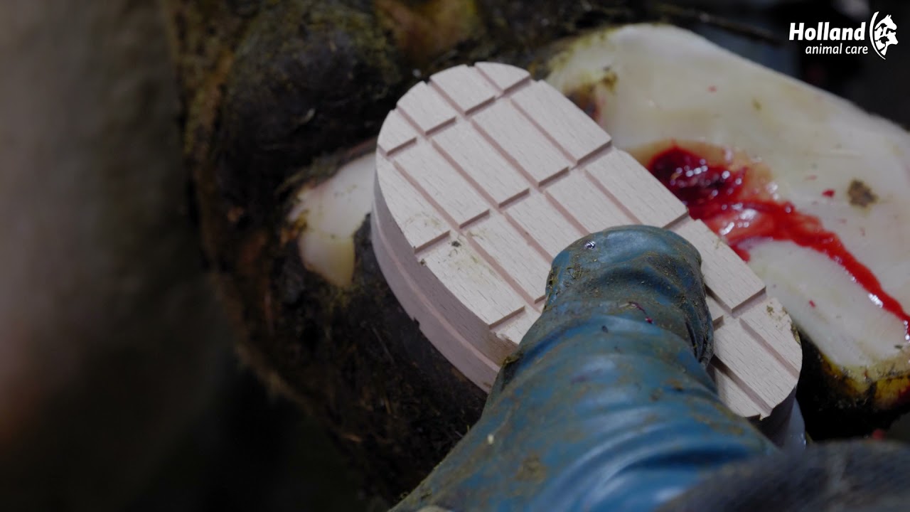Excellent Easy Hoof Block, Buchenholz, 13 cm
