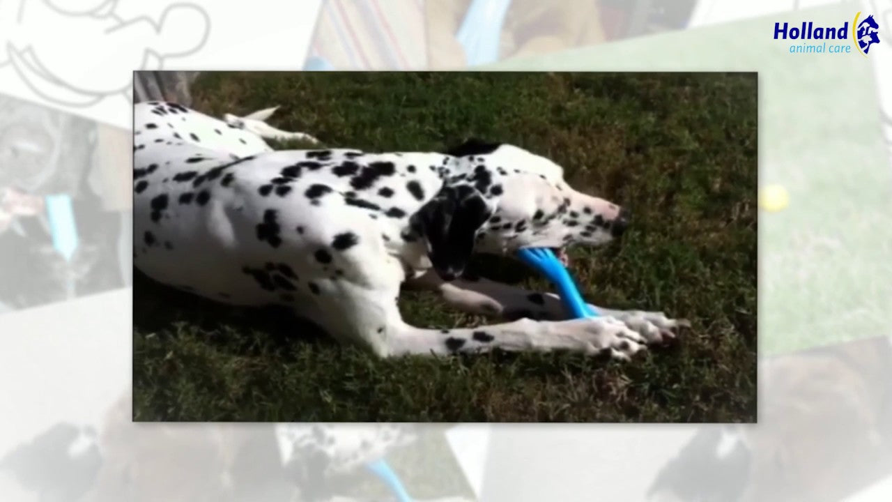 Jolly Pets Hundespielzeug Kauknochen aus Kautschuk mit Vanilleduft, robust für Hunde