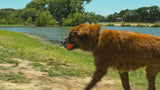 Chuckit! Ultra Ball, Hundespielball, Ø 7 cm, L