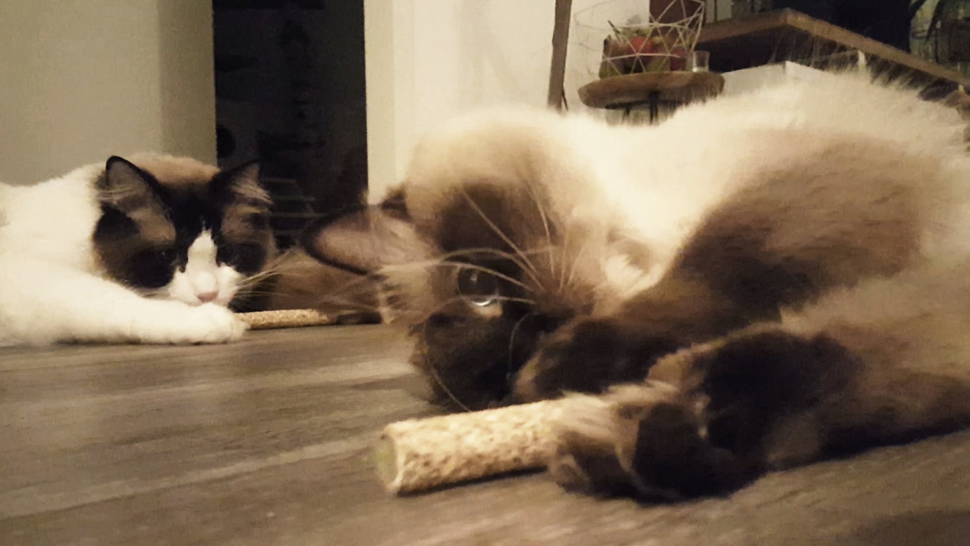 Addicted!, Katzenspielzeug, Holz Dumbbell, mit MADNIP