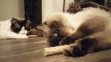 Addicted! Katzenspielzeug, Stick mit Seil, mit MADNIP