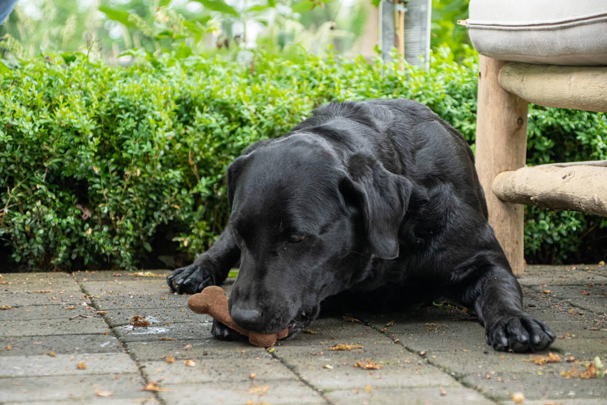 Bugbone Hundesnack, Insektenprotein, Medium, 10 kg