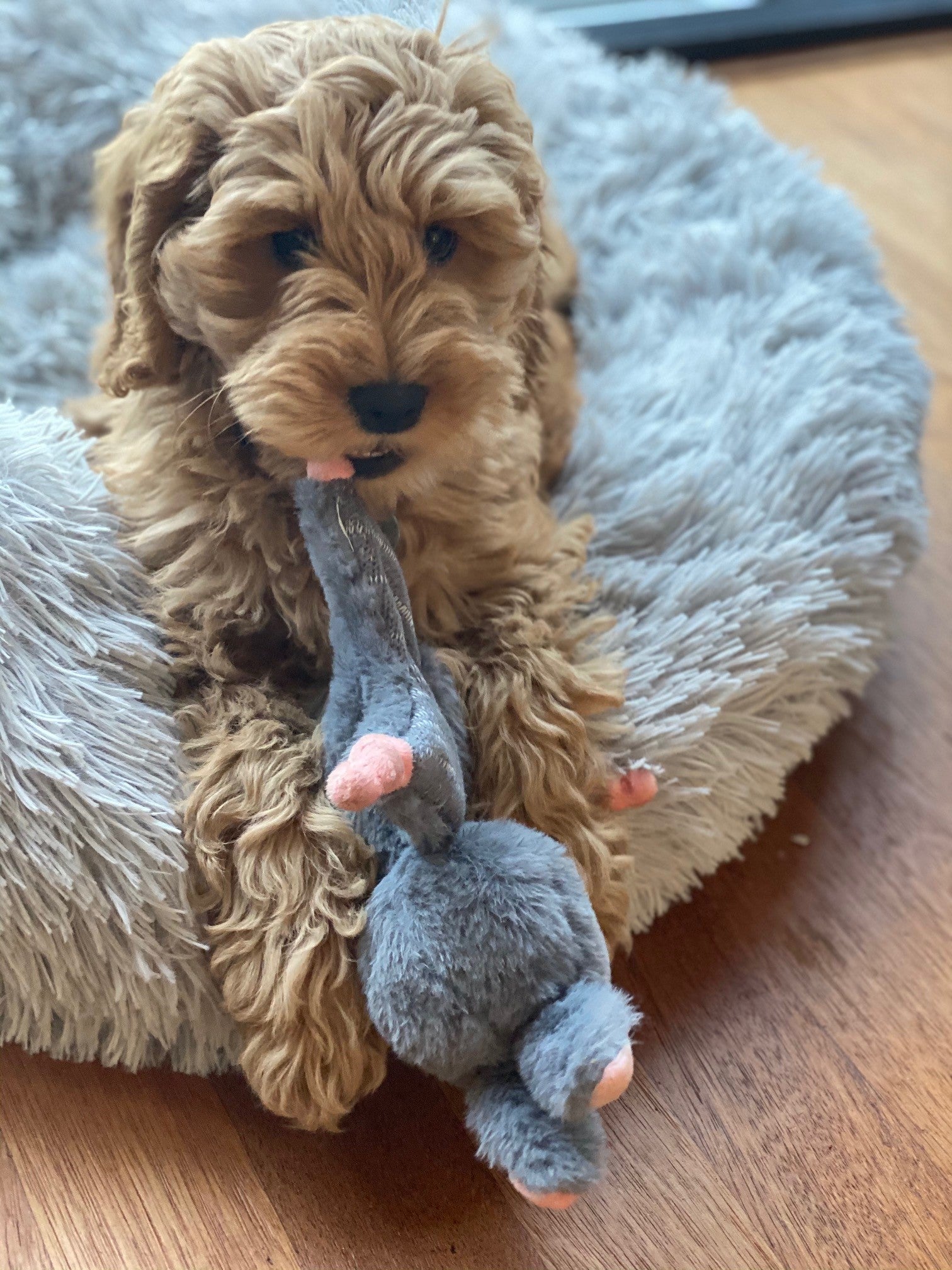 Bunny Puppy Hundespielzeug, Plüsch, Strickstoff, Lavendelfüllung, mit Quietscher, für Welpen und kleine Hunde
