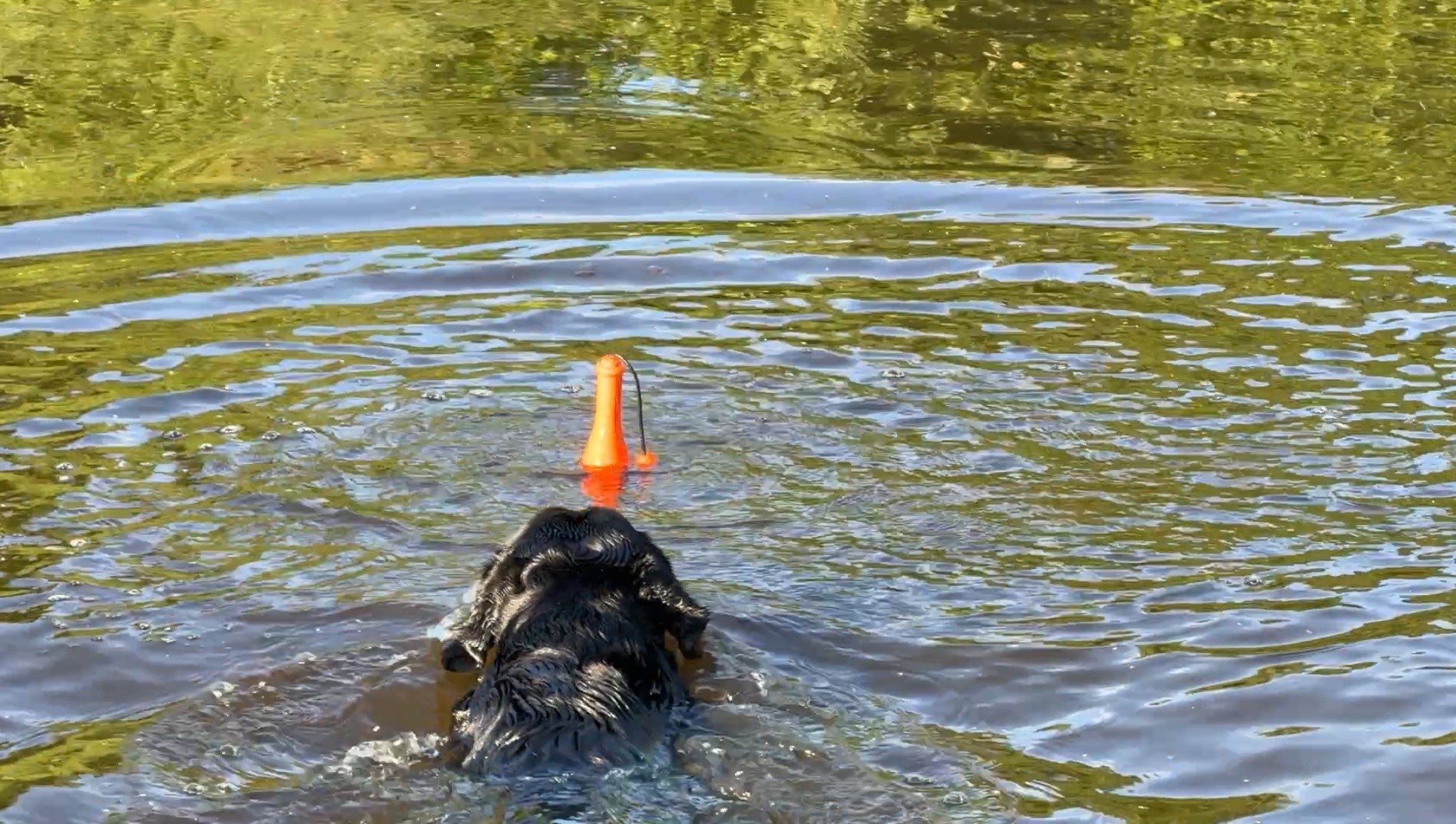 Dog Comets Apportierspielzeug, TPR-Schaumstoff, schwimmend, orange, Länge 23 cm, Ø 6,2 cm