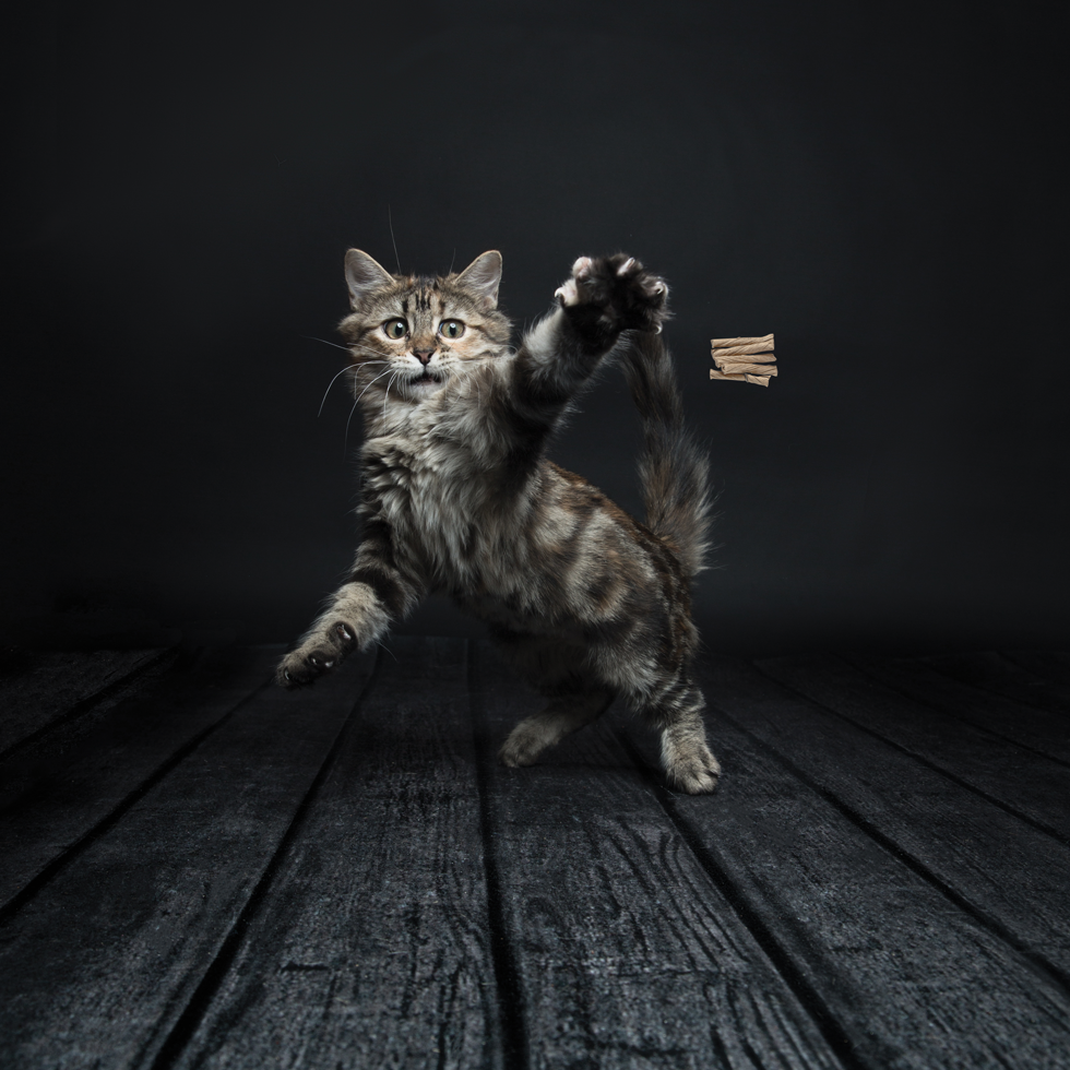 Cat Dancer Deluxe Katzenspielzeug, Draht 90 cm, mit Pappröllchen