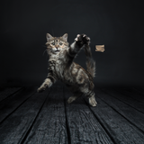 Cat Dancer Deluxe Katzenspielzeug, Draht 90 cm, mit Pappröllchen