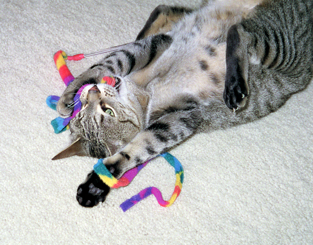 Cat Dancer Katzenspielzeug, interaktiv, ca. 90 cm