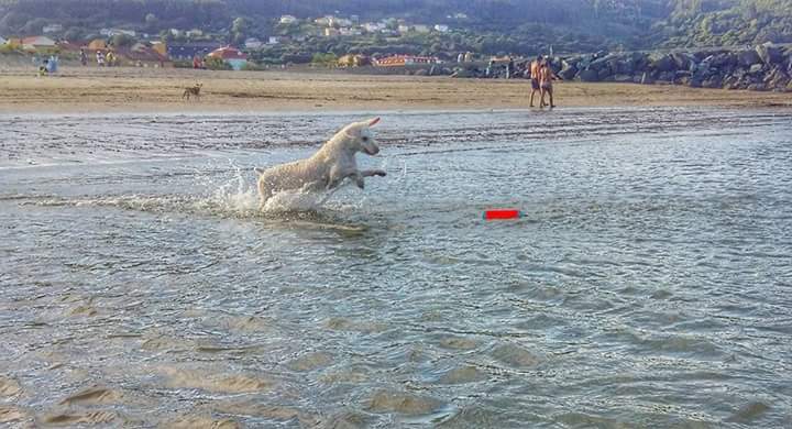 Chuckit! Hundespielzeug Amphibious Bumper, S, Ø 4 cm x 18 cm