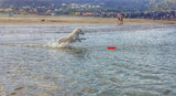 Chuckit! Hundespielzeug Amphibious Bumper, S, Ø 4 cm x 18 cm