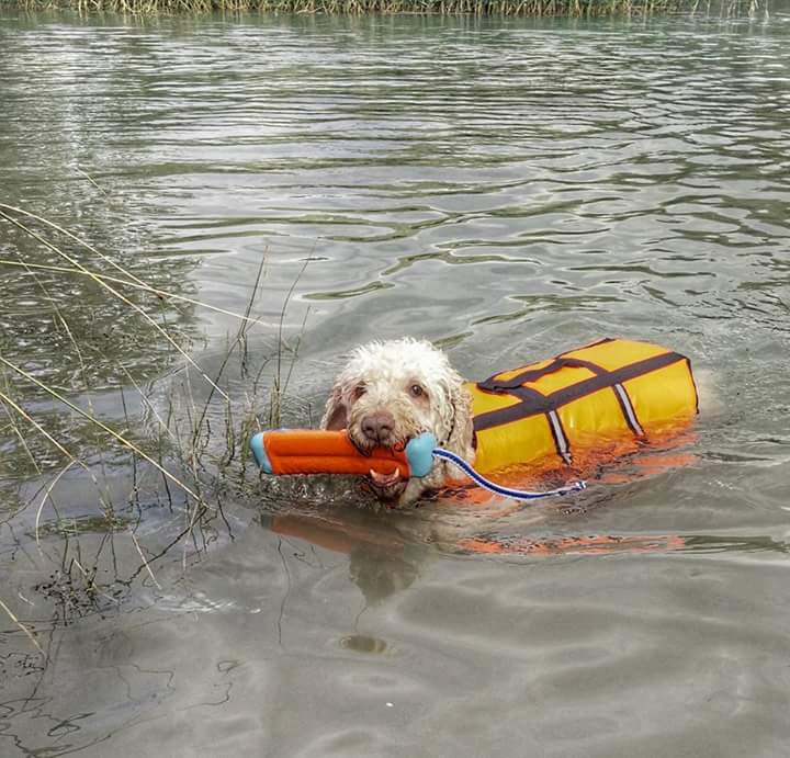 Chuckit! Hundespielzeug Amphibious Bumper, S, Ø 4 cm x 18 cm