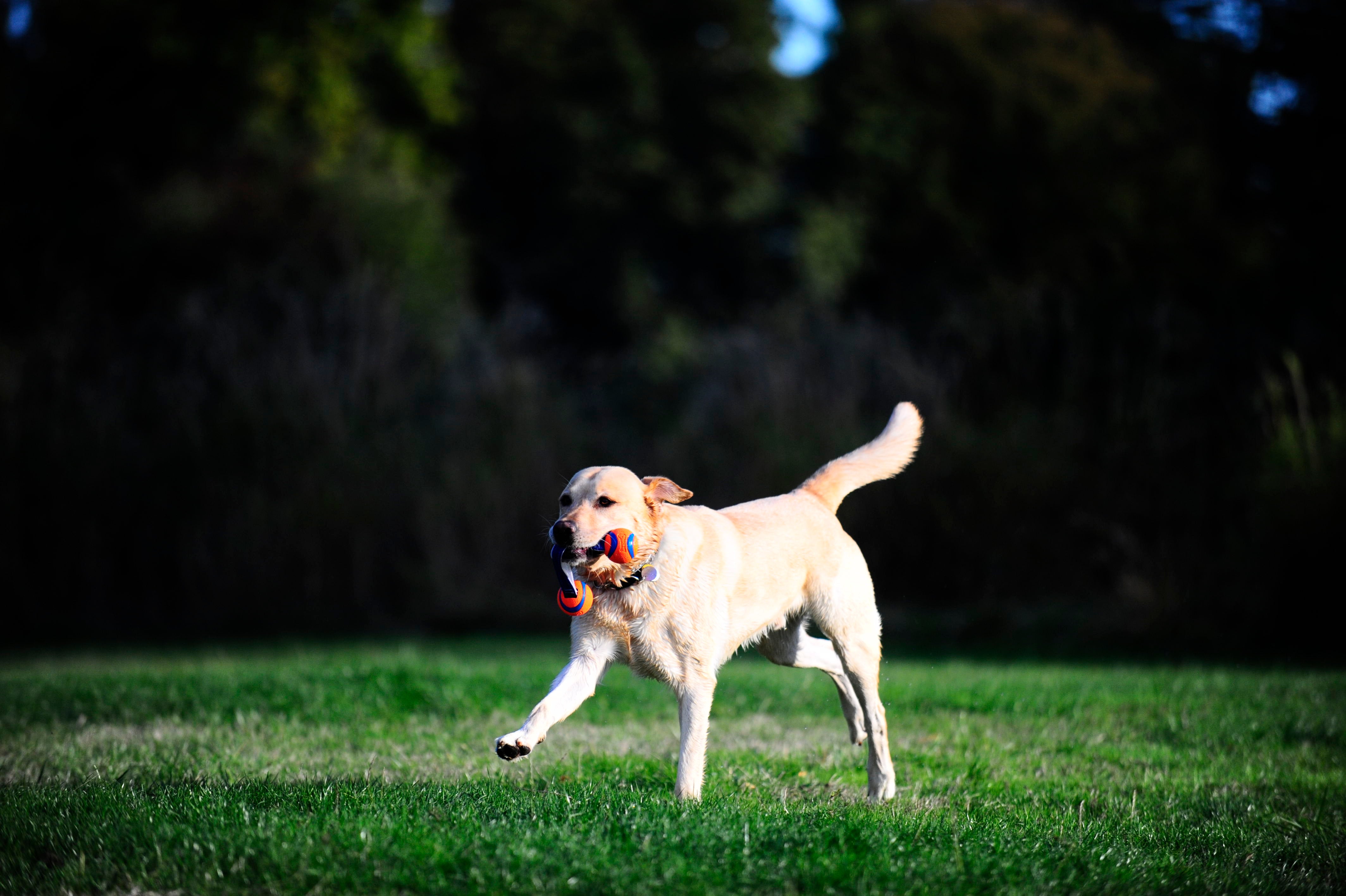 Chuckit! Hundespielzeug Ultra Duo Tug, S, Ø 5 cm