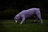 Chuckit Air Glow Fetch Ball, Ø 6 cm