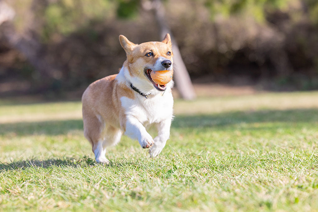 Chuckit Fetch Ball, Vanilleduft, Ø 6 cm, M