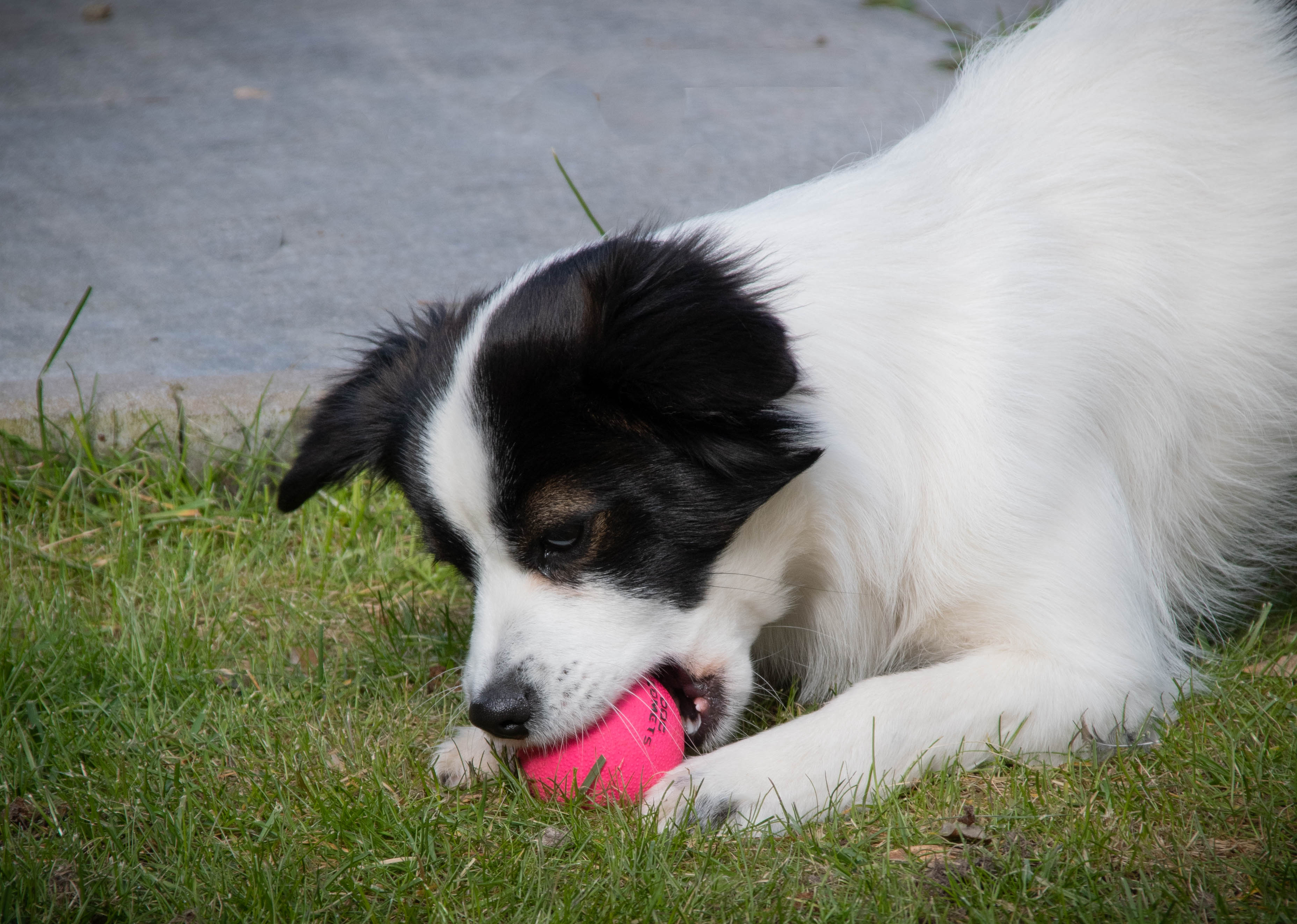 Dog Comets Hundeball, Naturkautschuk, schwimmfähig, Ø 5 cm, S, rosa
