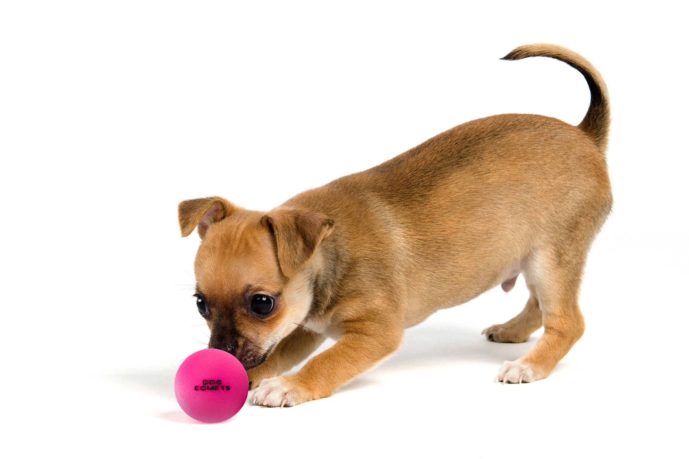 Dog Comets Hundeball, Naturkautschuk, schwimmfähig, Ø 5 cm, S, rosa