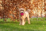 Dog Comets Igelball, S, Ø 5 cm, rosa, mit Quietsche