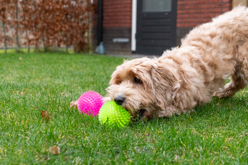 Dog Comets Igelball, Ø 10,5 cm, rosa, mit Quietscher