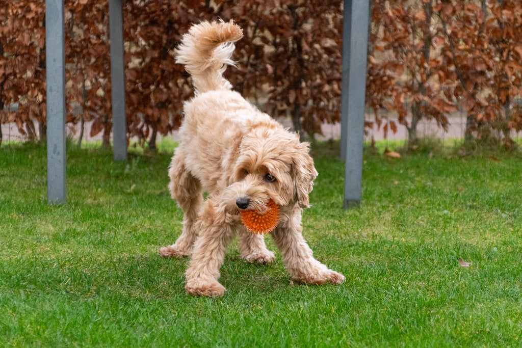Dog Comets Igelball S, Ø 5 cm, grün