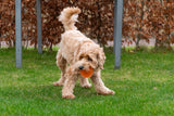 Dog Comets Igelball S, Ø 5 cm, grün