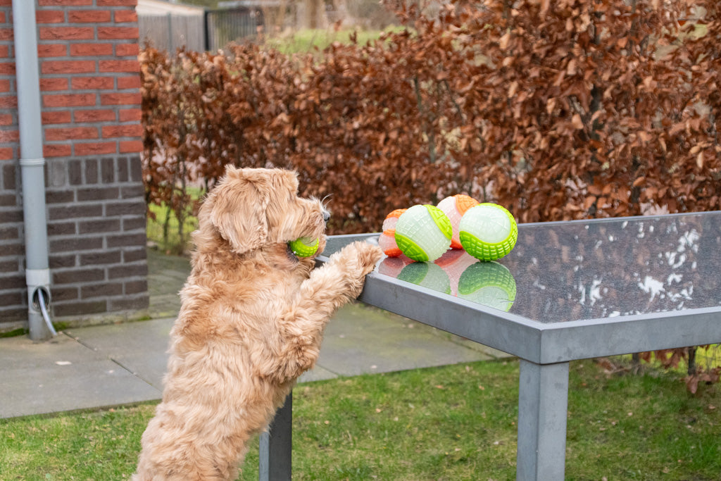 Dog Comets Hundeball, leuchtend, schwimmfähig, mit Quietscher, Ø 10 cm, orange