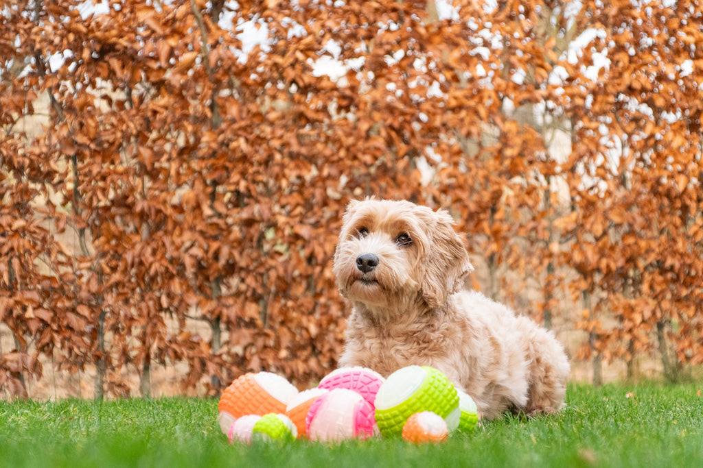 Dog Comets Hundeball, Glow in the Dark, mit Quietscher, schwimmend, Ø 7,5 cm, rosa
