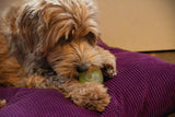 Dog Comets Hundeball, leuchtend, schwimmfähig, Quietscher, Größe S, Ø 5 cm, grün
