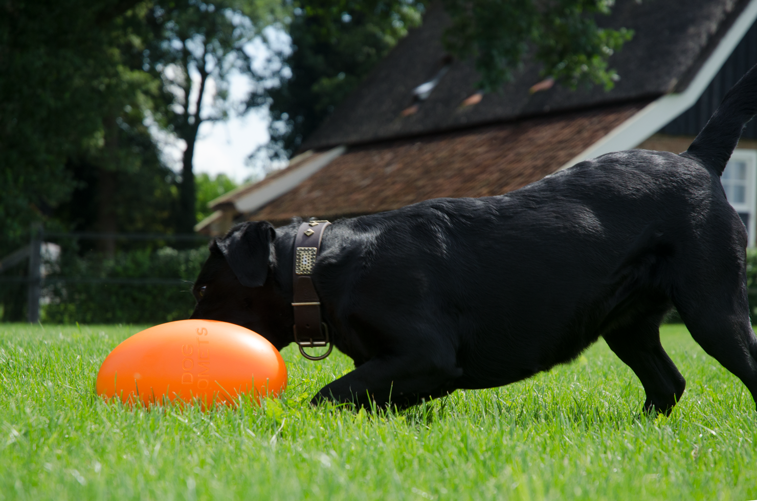 Dog Comets Hundeball Pan-Stars, M, orange