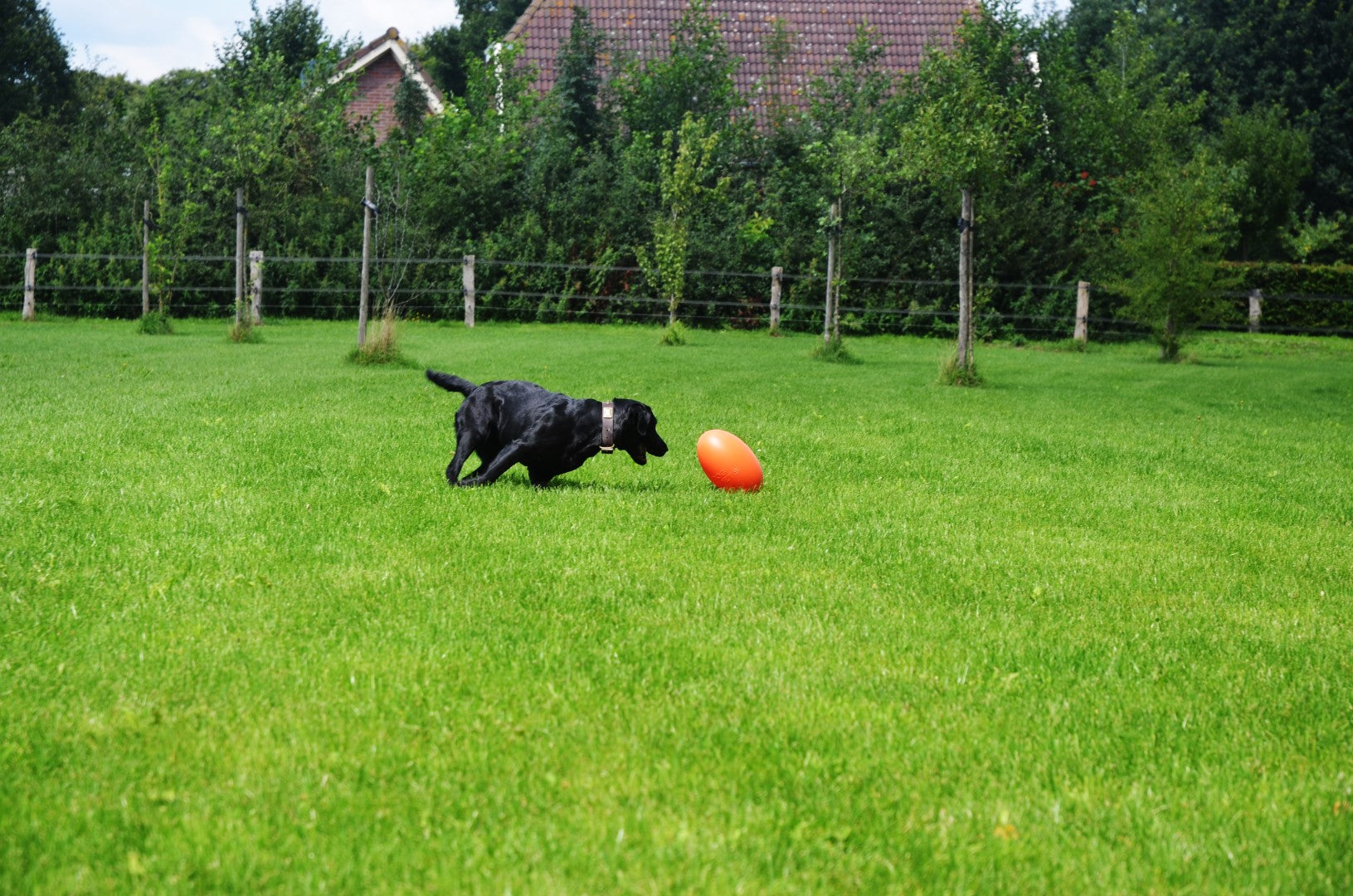 Dog Comets Hundeball Pan-Stars, M, orange