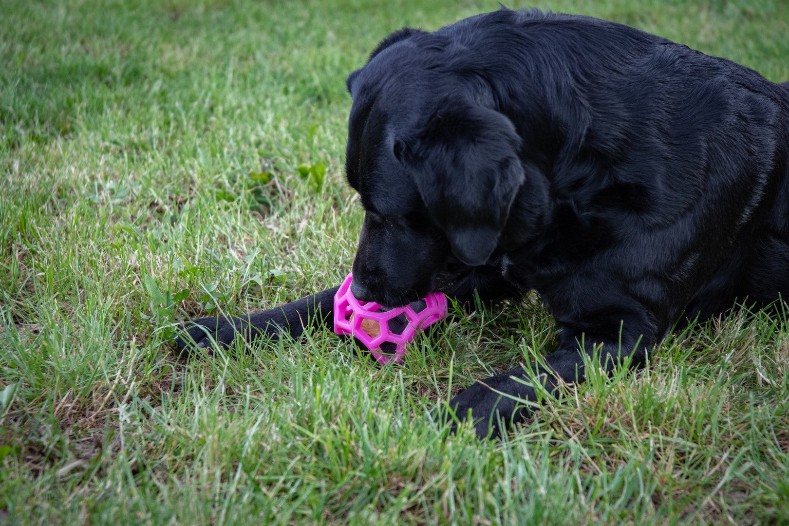 Dog Comets Leckerkubus, Gummi, mit Quietscher, rosa