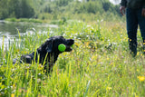 Dog Comets Wurfstock, Gummi, Quietscher, grün, L, 32 cm