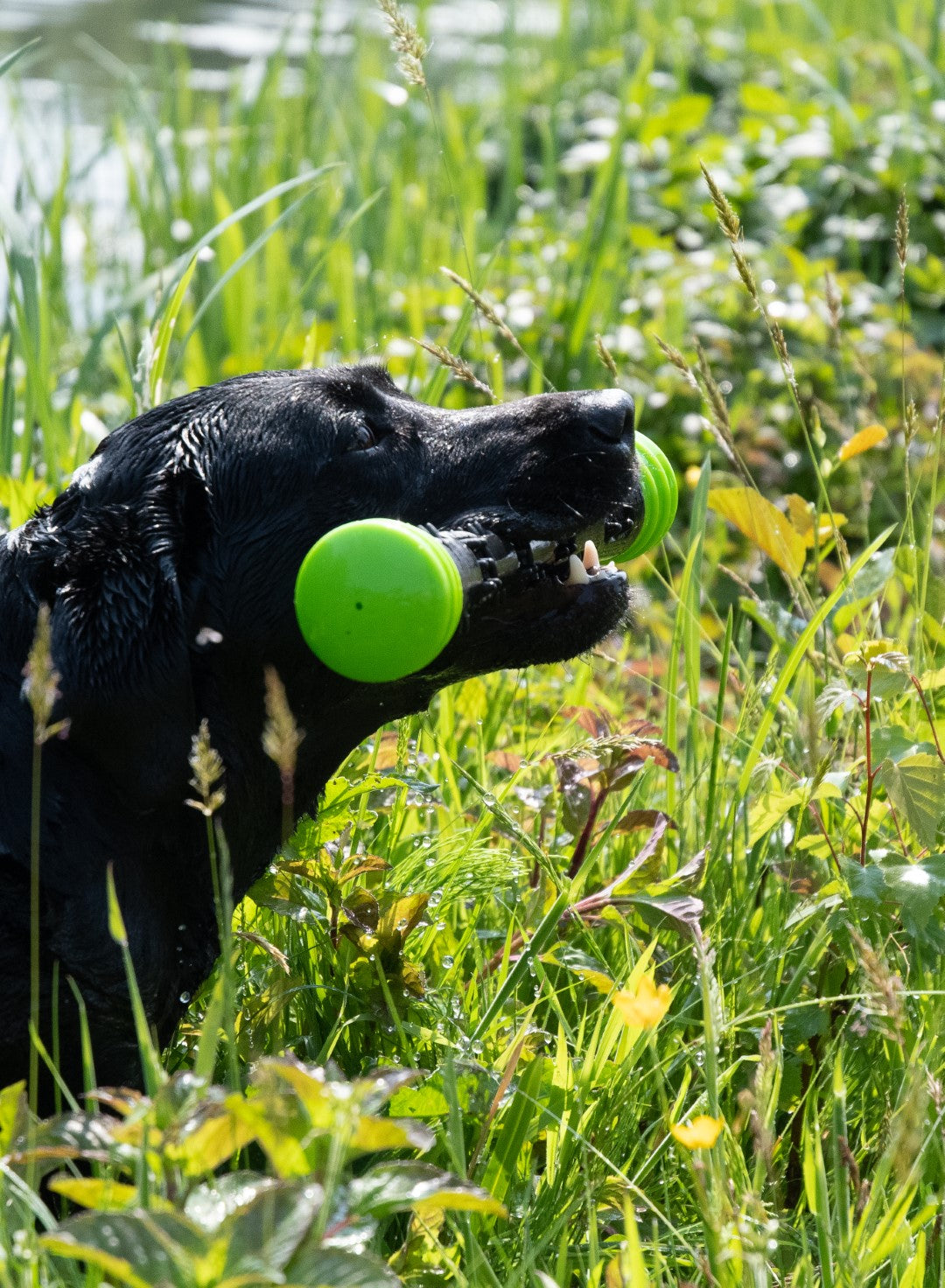 Dog Comets Wurfstock, Gummi, Quietscher, grün, L, 32 cm
