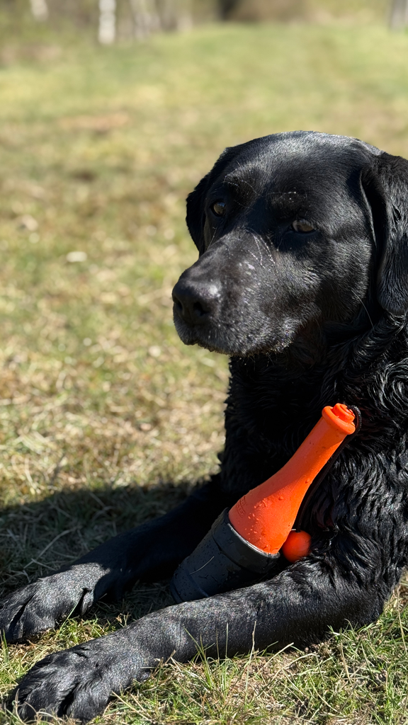 Dog Comets Apportierspielzeug Bobber, TPR-Schaumstoff, grün, 23 cm, Ø 6,2 cm