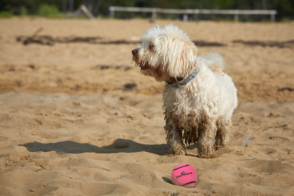 Dog Comets Tennisball, mit Quietscher, M, Ø 6 cm, rosa