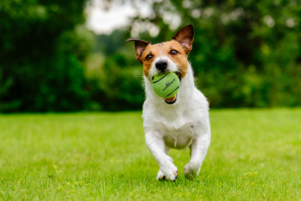 Dog Comets Tennisball mit Quietscher, M, Ø 6 cm, grün