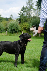 Country Dog Hundespielzeug Original Daisy, recycelter Kunststoff, Leinenstoff, robust