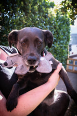 Doggy Doodles Hundespielzeug Esel, Rindsleder, Welpen, hellgrau