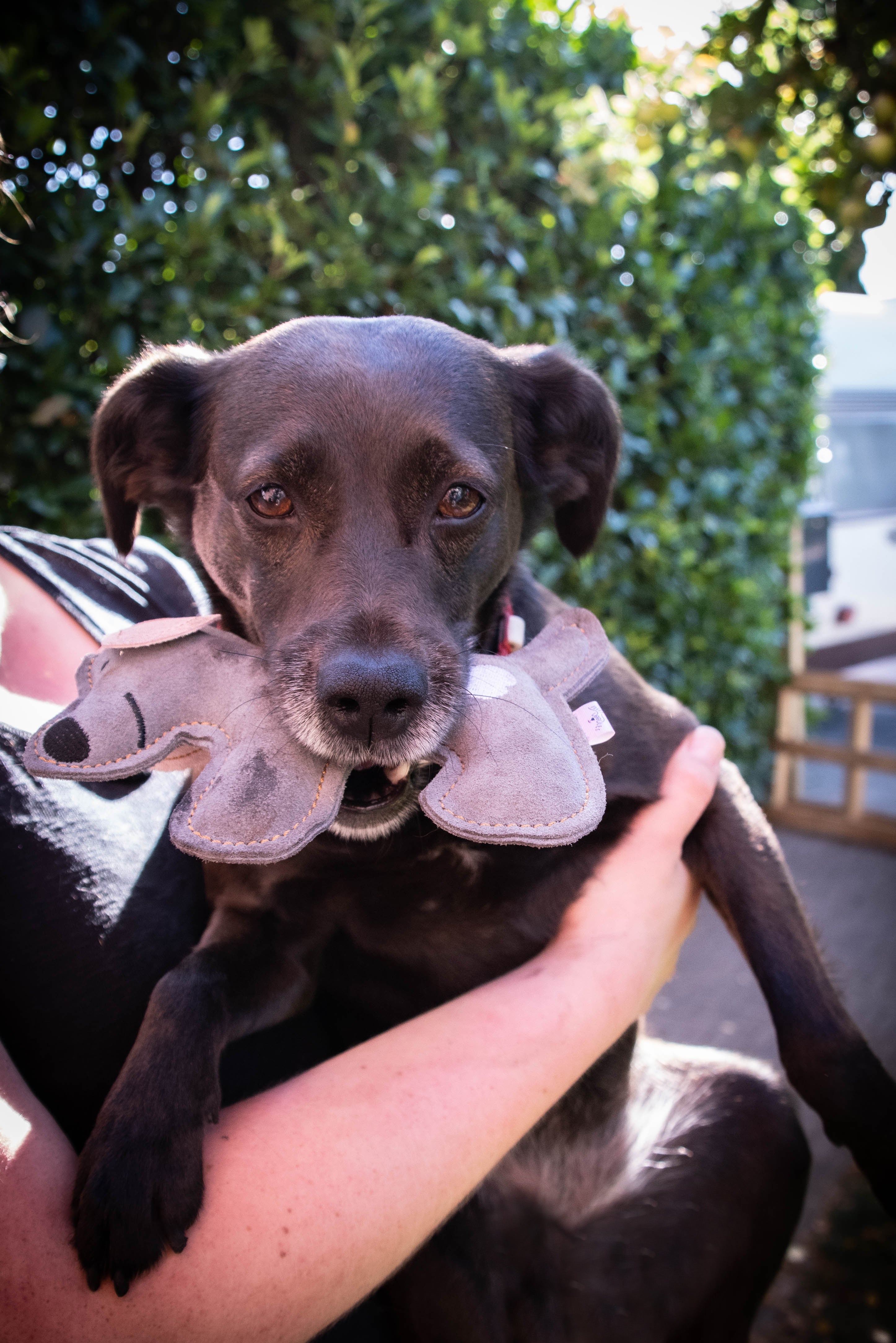 Hundespielzeug Esel, Rindsleder, Welpe, dunkelgrau