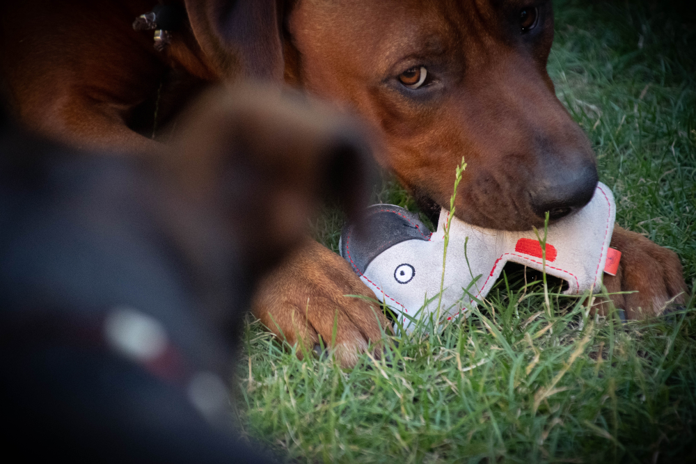 Doggy Doodles Hundespielzeug Esel, Rindsleder, hellgrau