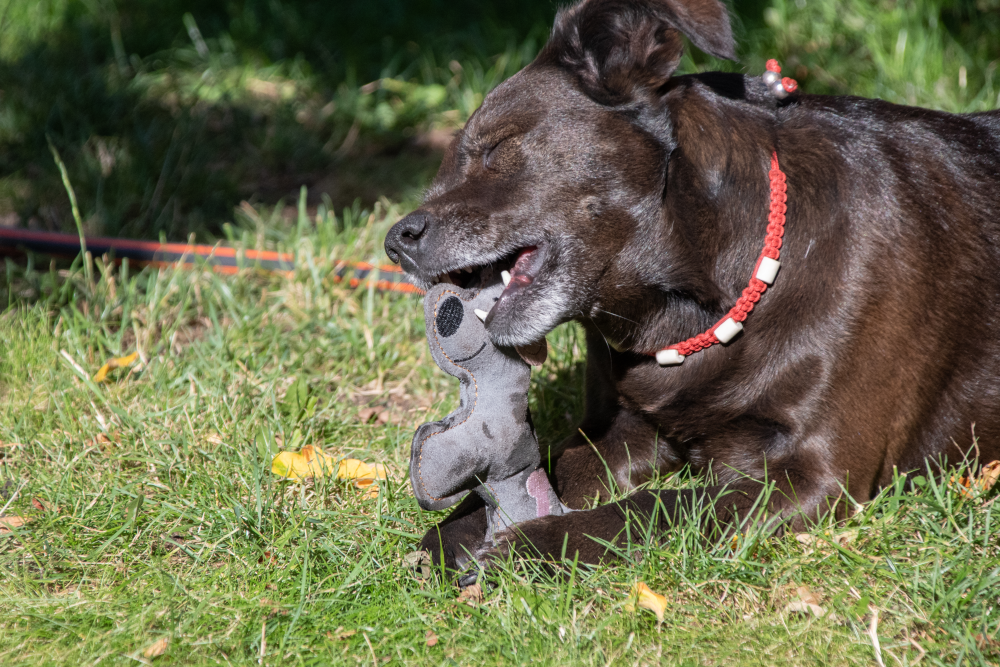 Doggy Doodles Hundespielzeug Esel, Rindsleder, hellgrau