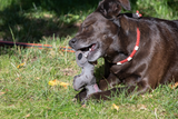 Hundespielzeug Esel, Rindsleder, Quietscher, braun/dunkelgrau